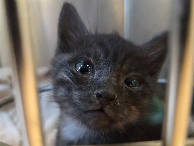 Adoptable Cat