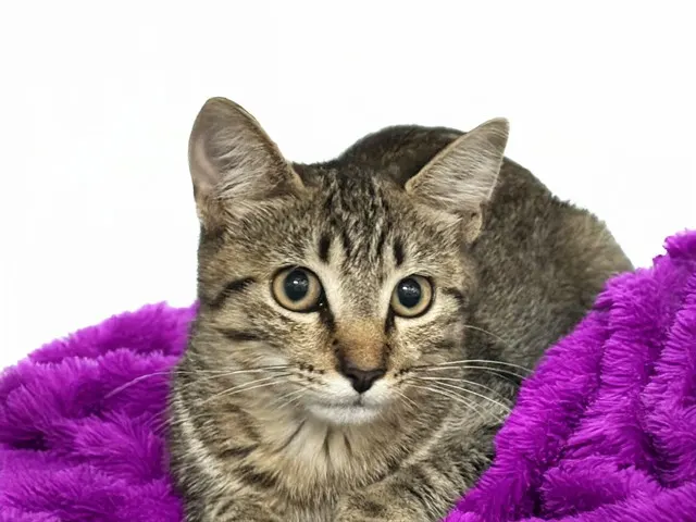 Vivu