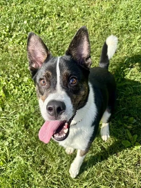 Hugo