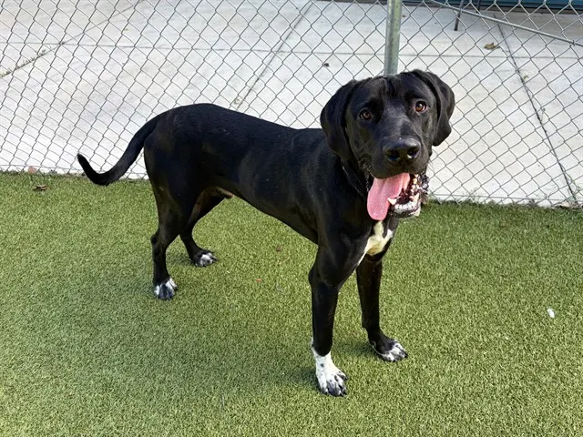 Bruno