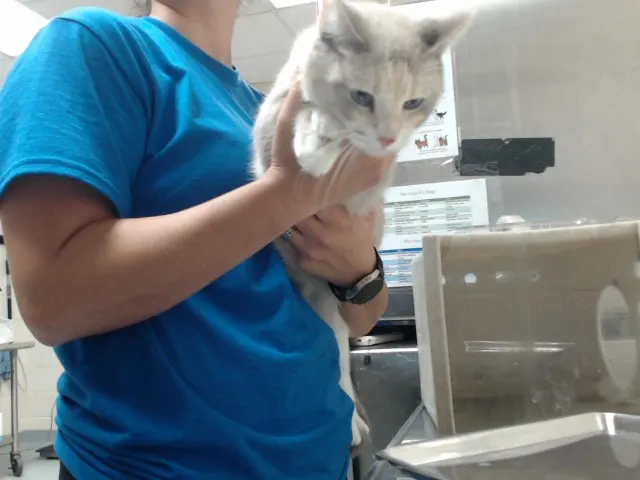 Tasha