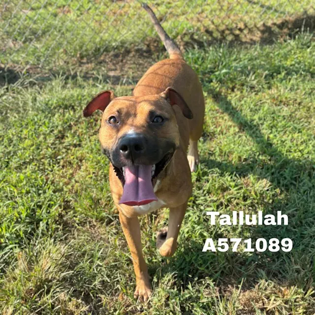 Tallulah