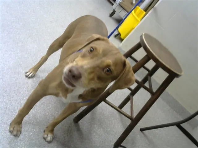 Charlee