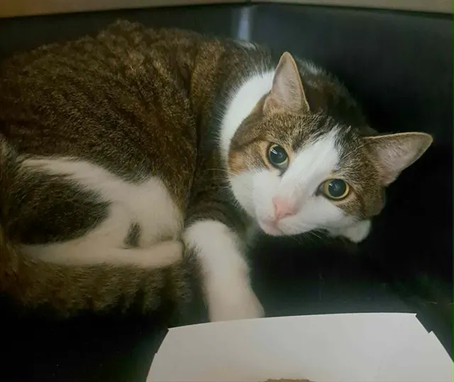 Rufus
