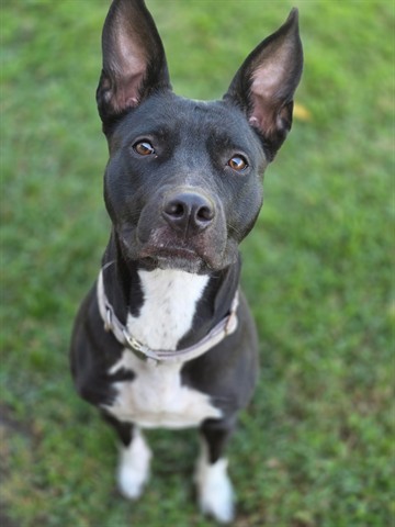 Oreo