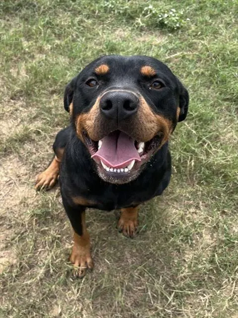 Zeppelin
