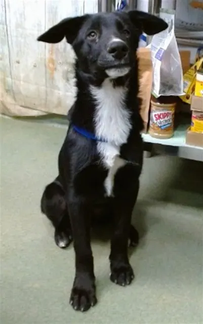 Baloo