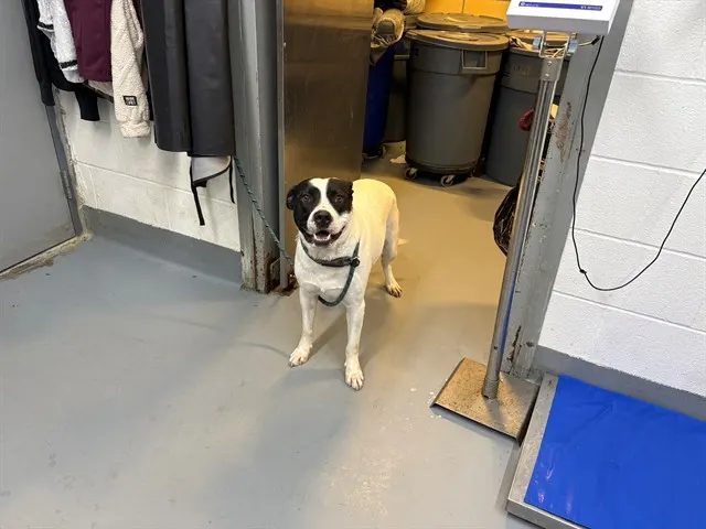 Archie