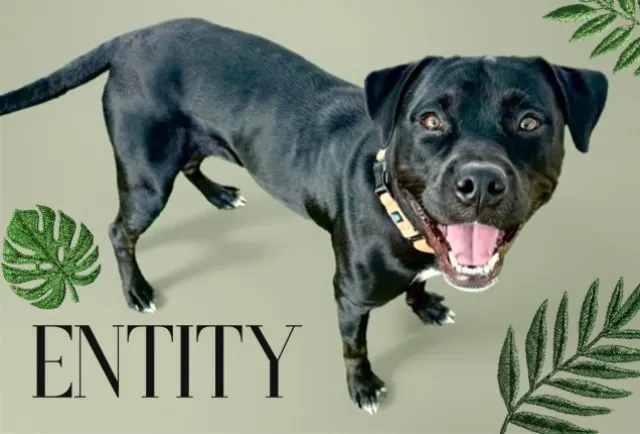 Entity