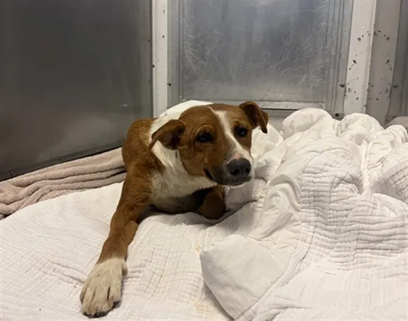 Adoptable Dog