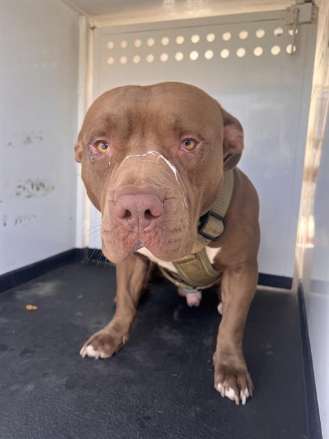 Adoptable Dog