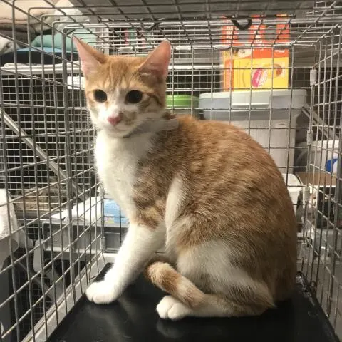 Adoptable Cat