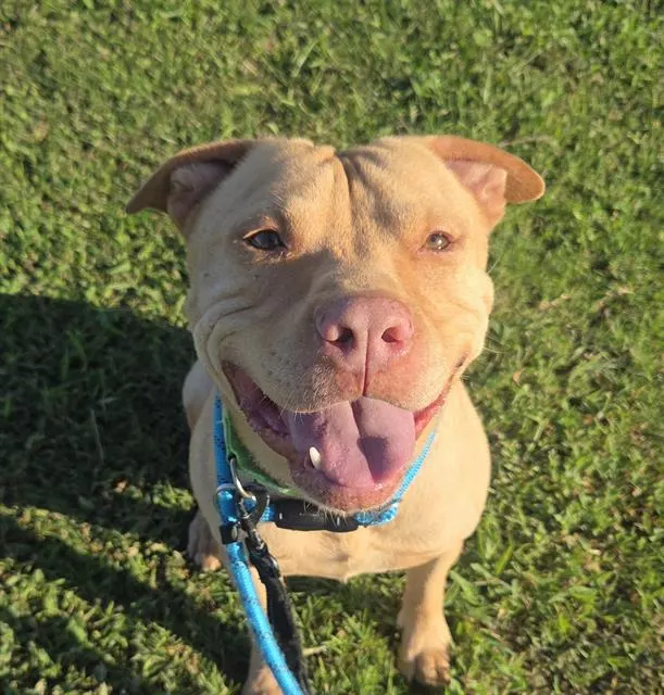 Canelo