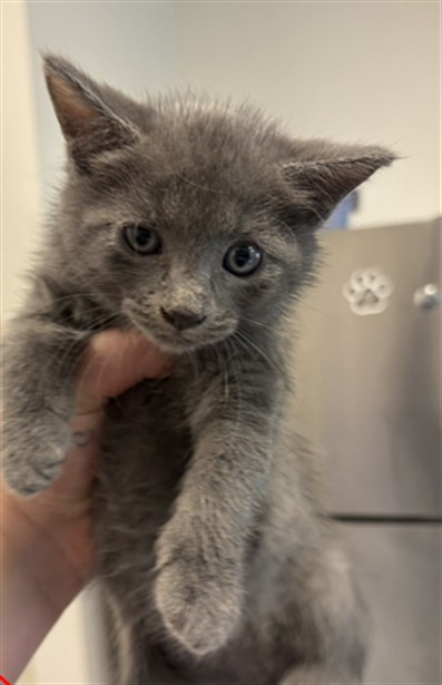 Kitten 3