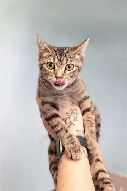 Nutmeg