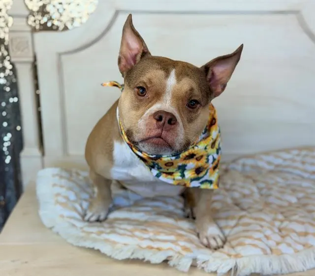 Delilah