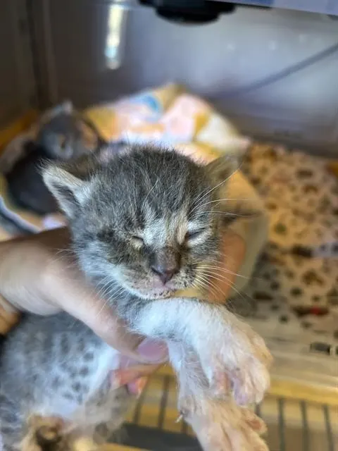 Adoptable Cat