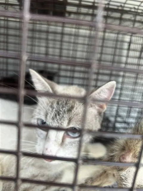 Adoptable Cat