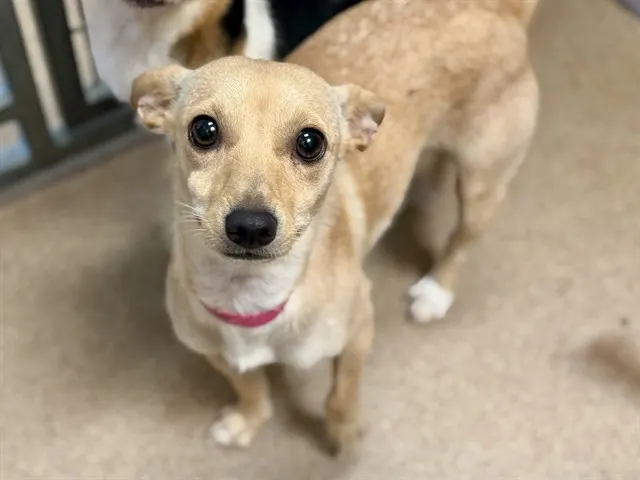 *Peanut