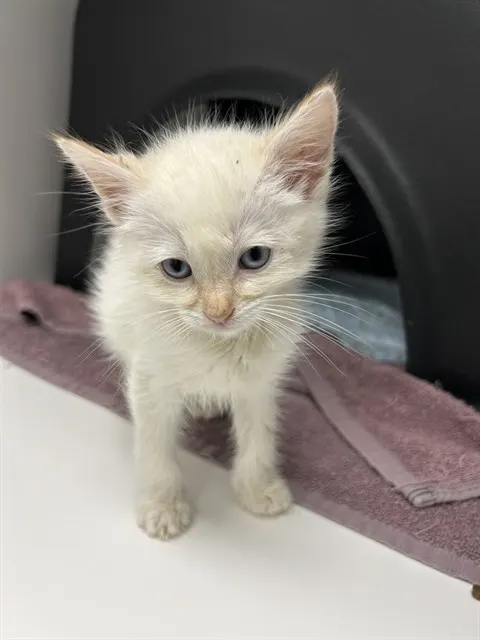 Huey - Adoption Pending
