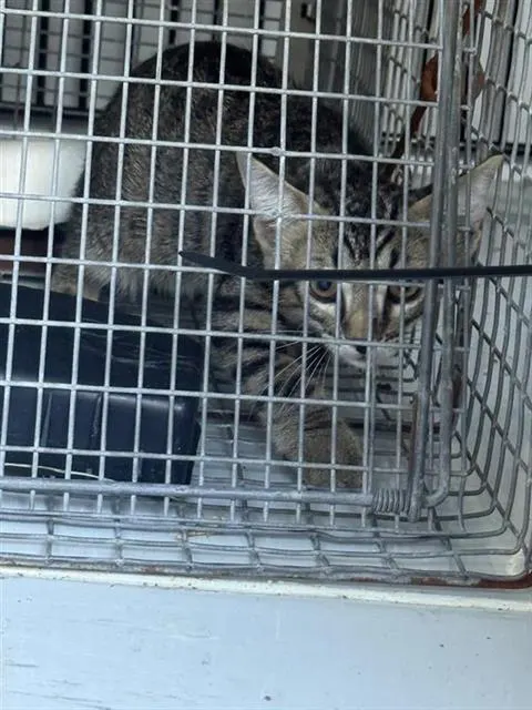 Adoptable Cat