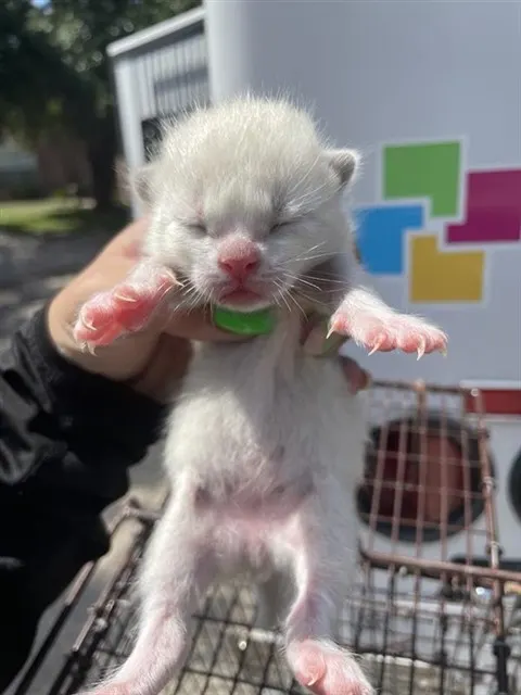 Adoptable Cat