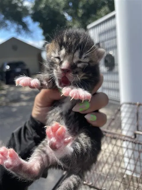 Adoptable Cat