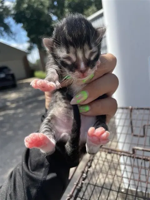 Adoptable Cat