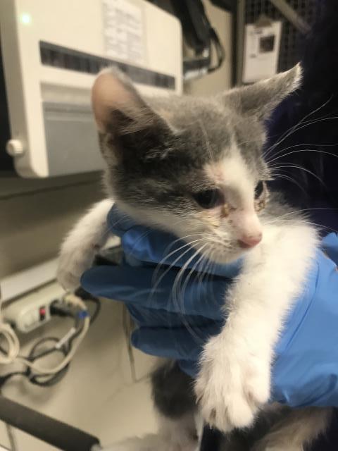 Adoptable Cat