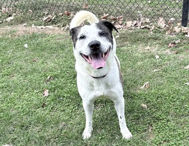 Domino