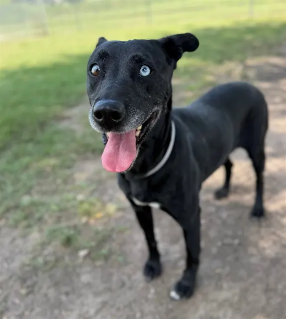Gracie