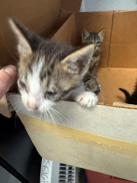 Adoptable Cat