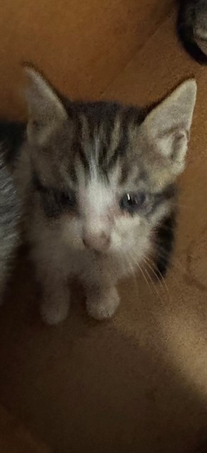 Adoptable Cat