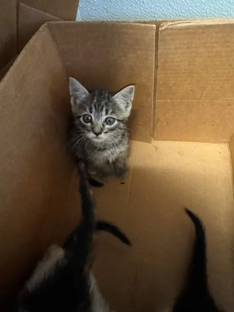 Adoptable Cat