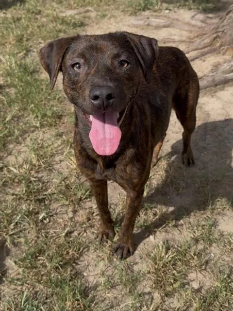 Cinder