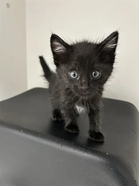 Louie