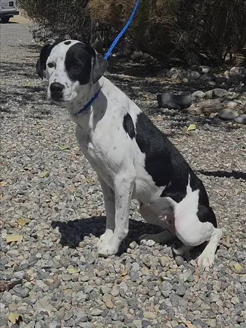 Nala