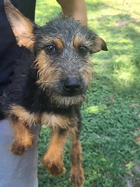 Bear