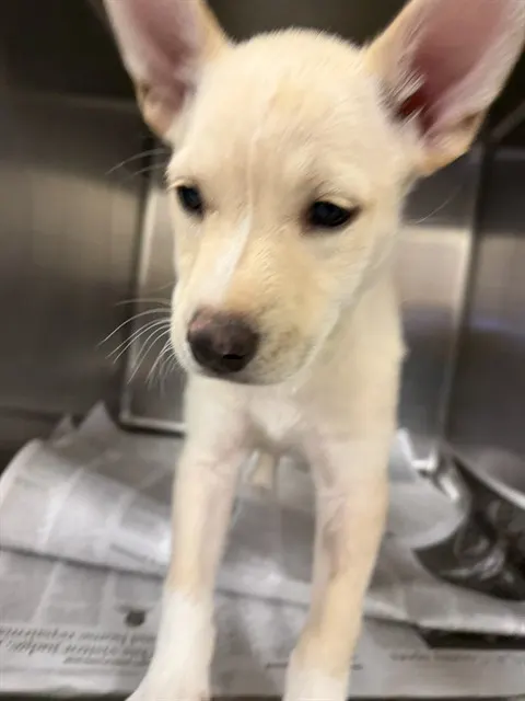 Smiley