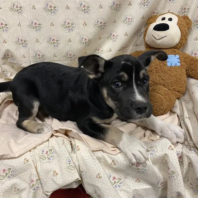 Adoptable Dog