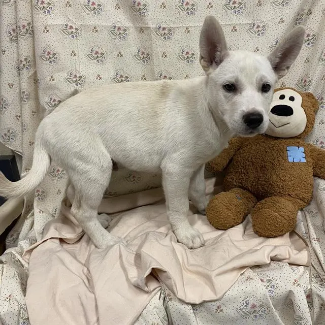 Adoptable Dog