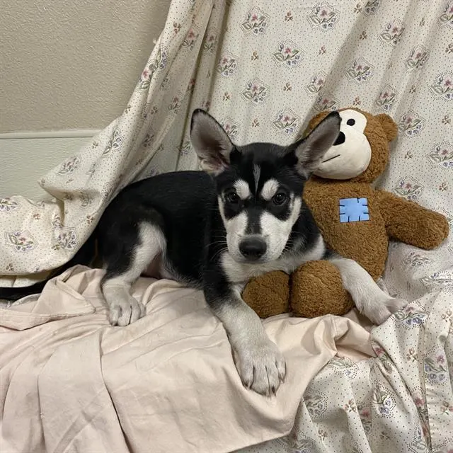 Adoptable Dog