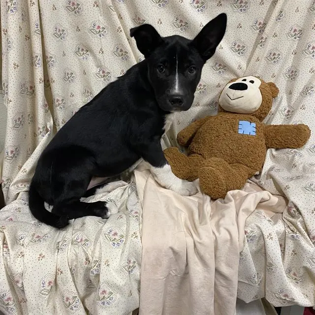 Adoptable Dog
