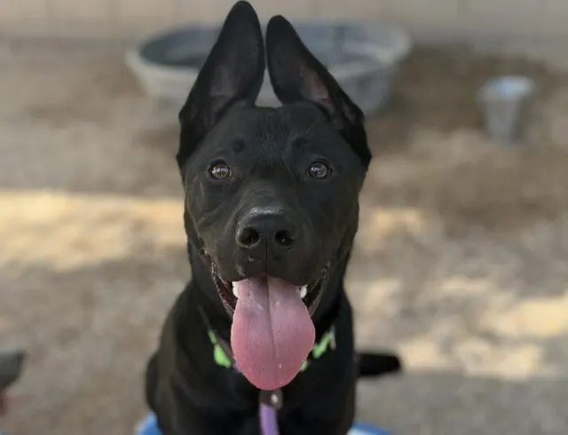 Vader