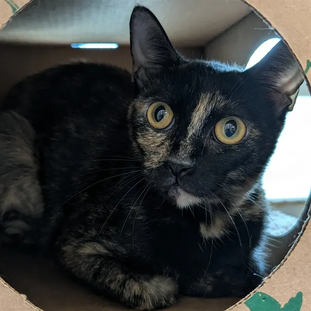 Willow