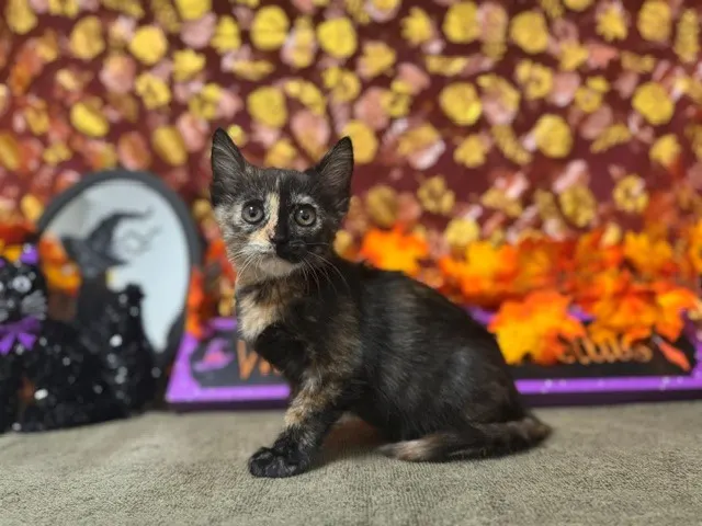 Lilly