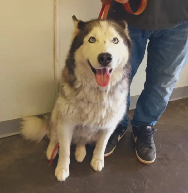 Nala