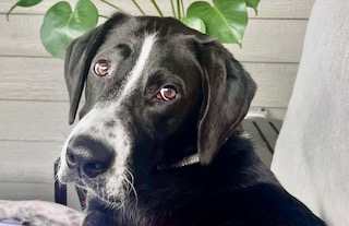 Sammy
