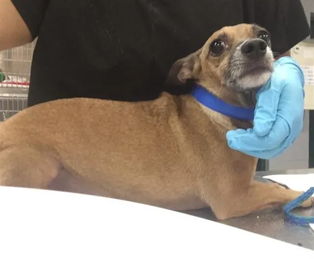 Adoptable Dog
