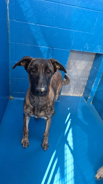 Adoptable Dog